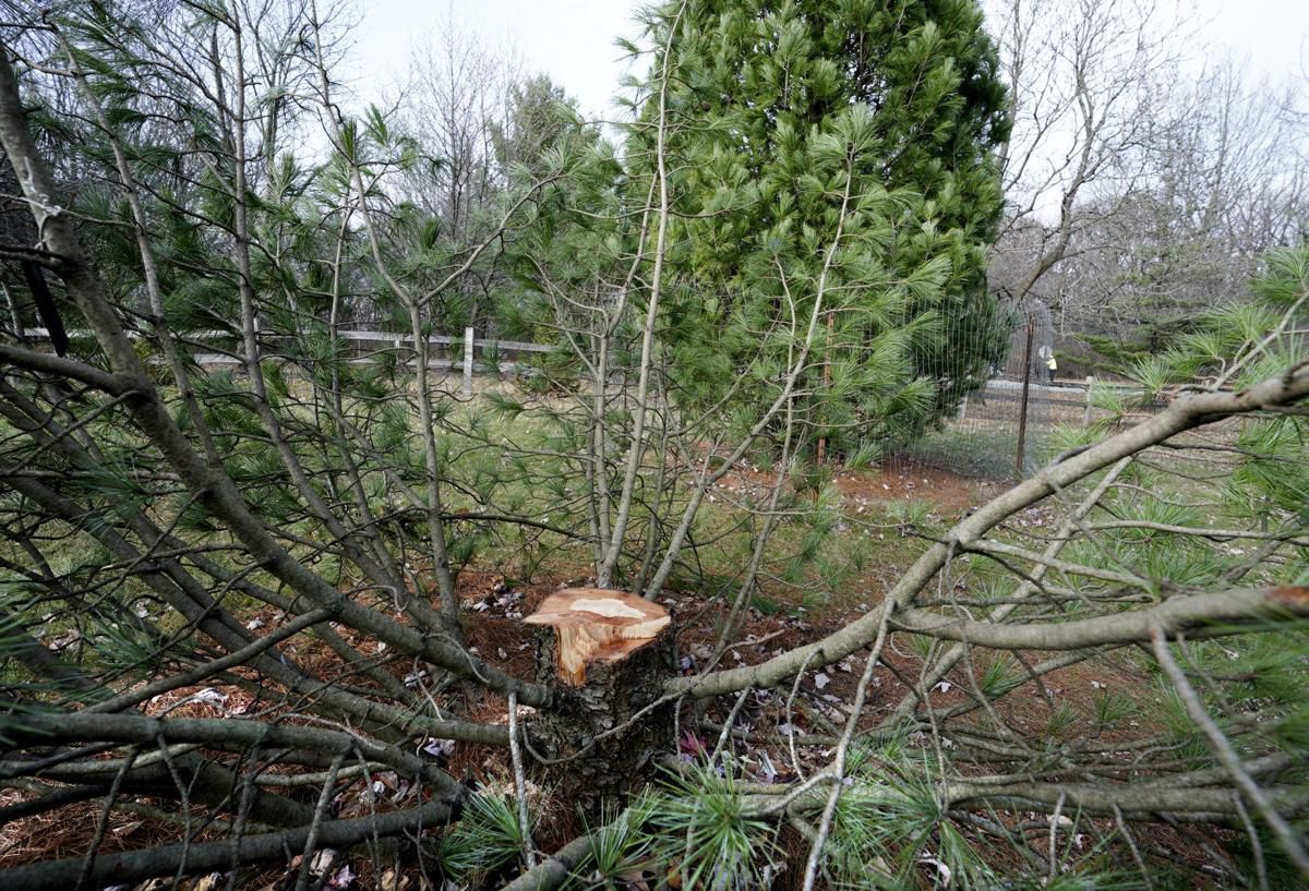 Police stumped by theft of large, rare pine tree from UW Arboretum